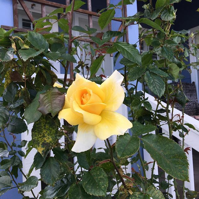 Instagram Photo Contest: "Spring in Napa Valley"